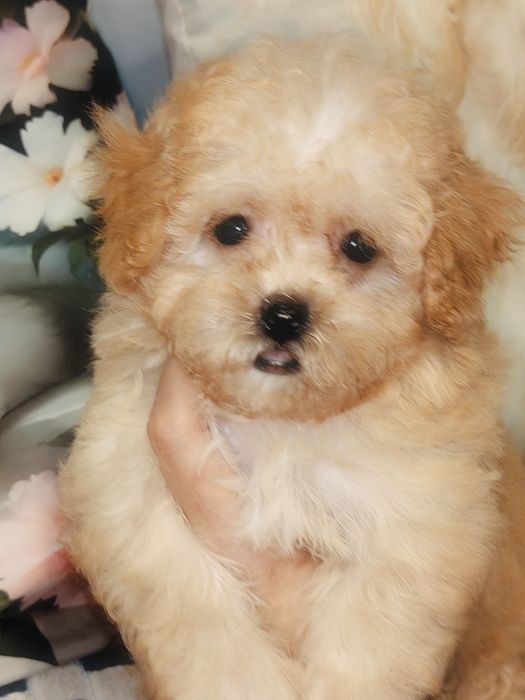 Mini suczka Maltipoo
