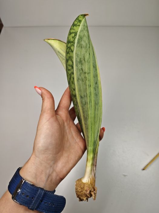 Sansevieria Masoniana var
