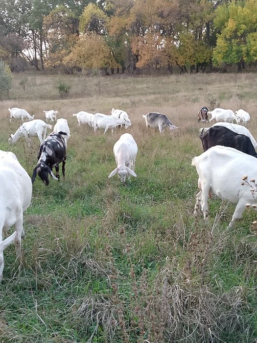 Молоко козье англо-нубийское, зааненское.