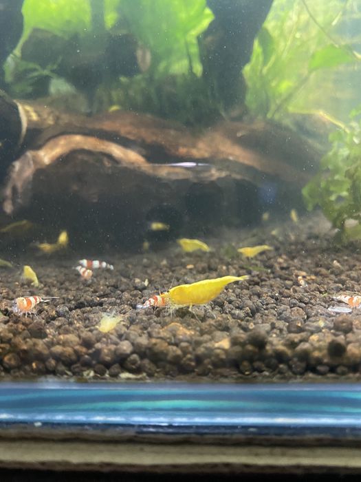 Camaroes yellow neocaridina