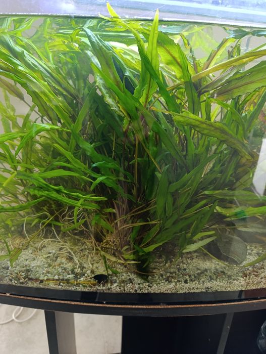 Sadzonki roślin do akwarium