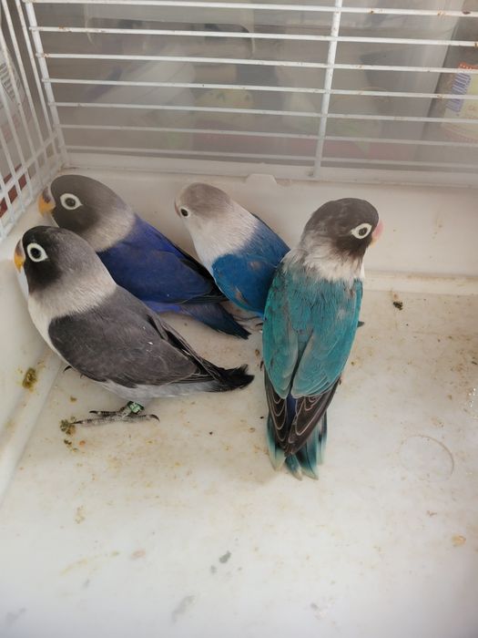 Aves disponíveis cerca de 40 de várias raças e cores