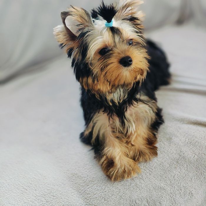 Yorkshire terrier
