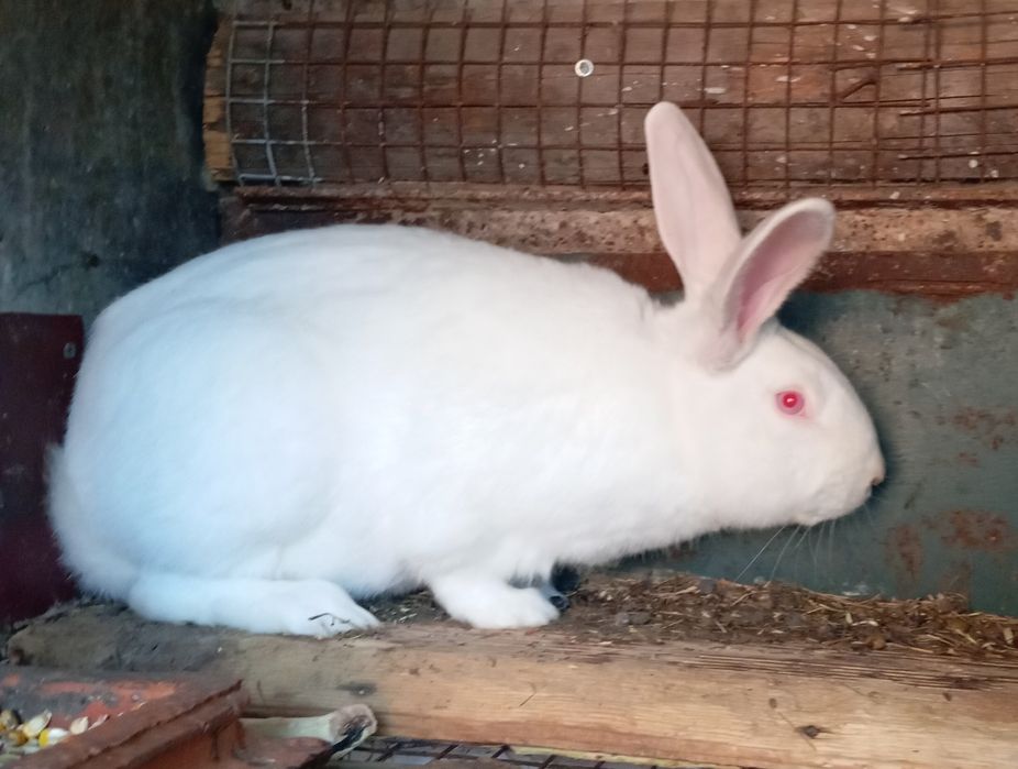 Продам кролика.Самчик