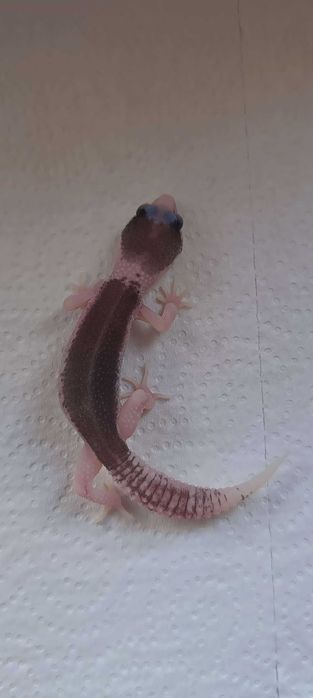 Gekon Eublefar Lamparci Total Eclipse Pied