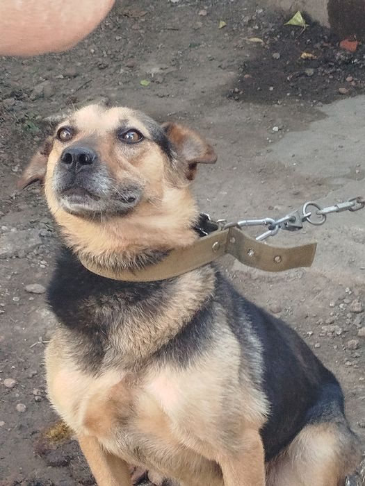 Собака ищет новый дом