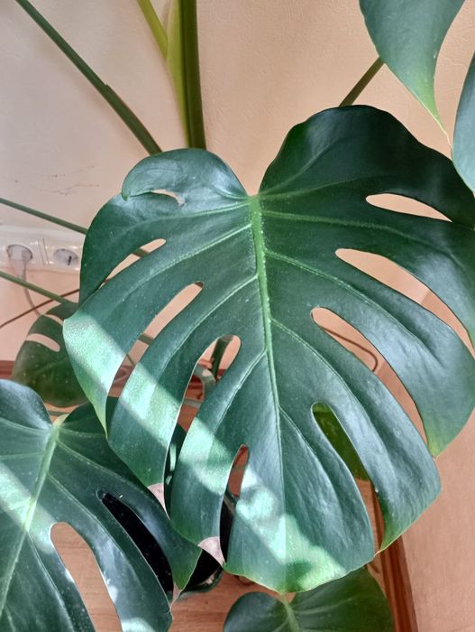 Продам  Монстеру