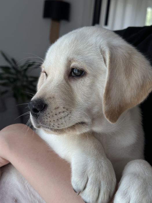 Labrador pies z rodowodem ZKwP FCI