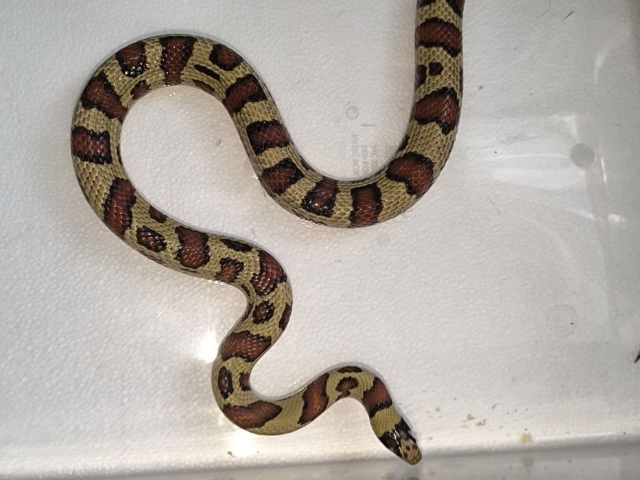 Wąż zbożowy hybra unikat rarytas