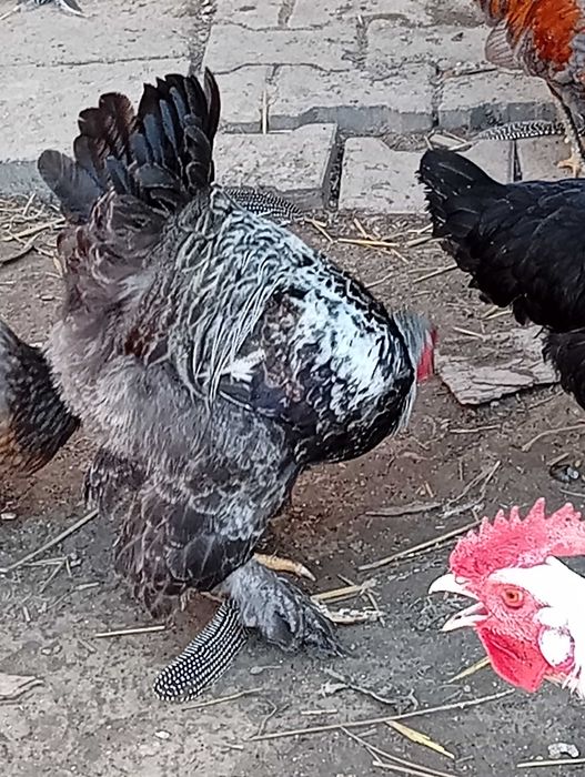 kogut brahma srebrna