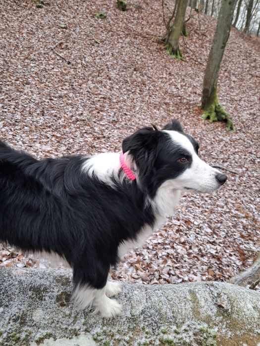 Zaplątana adresówka z paracordu dla psa