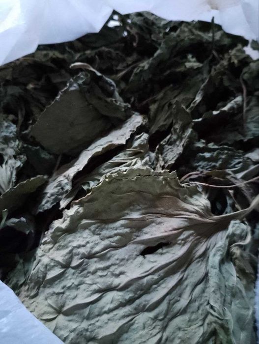 Сушені трави: хвощ та кропива