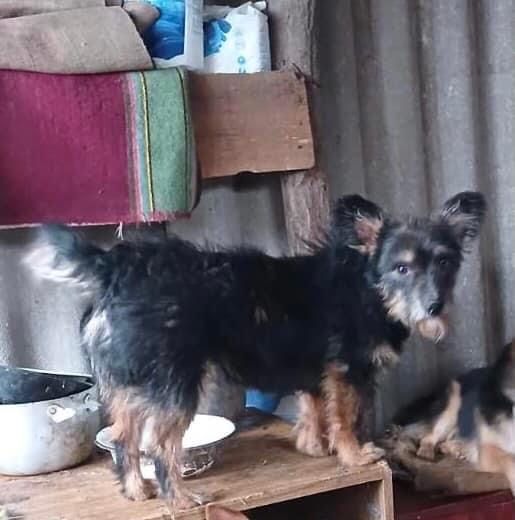 Тобік шукає сім‘ю! Вакцинований від сказу