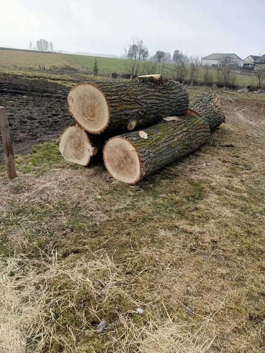 Sprzedam topole tartaczną,