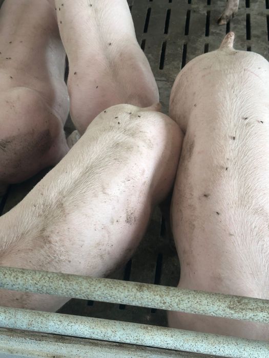 Свині живою вагою