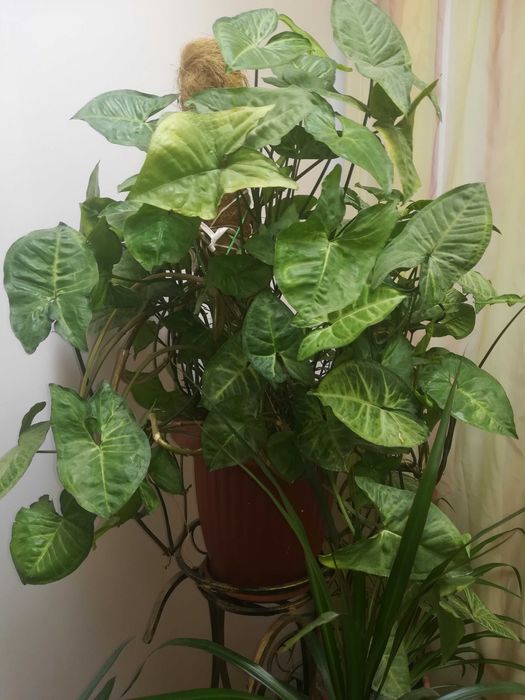 Сингониум -красивое вьющееся комнатное растение