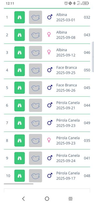 Caturras Face branca, Pérola Canela Face Branca e Albina
