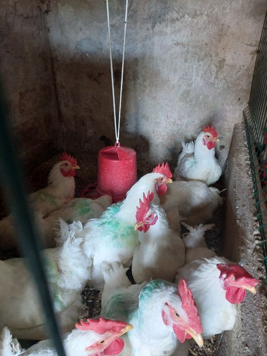 Galos bons para cabidela ou outros petiscos