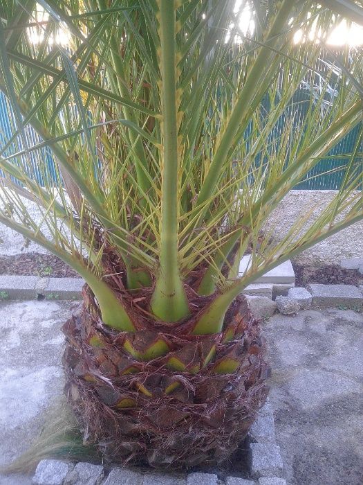 Sementes de Palmeira64750626079105121