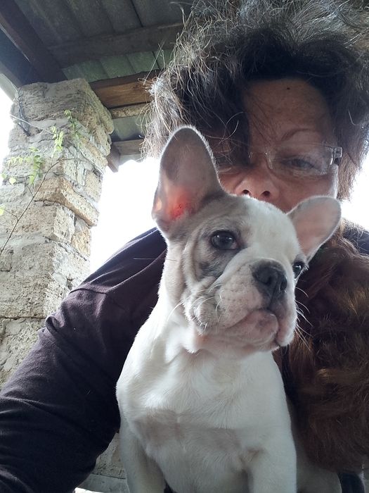 Цуценята французького бульдога