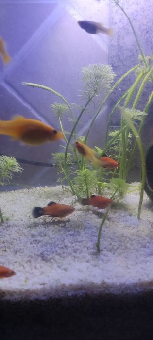 Troco peixes Molly por guppys