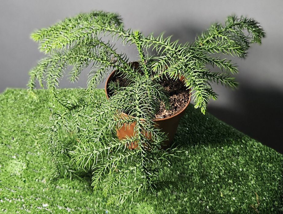 Продам араукарию ,фиалки ,лавровый лист,мини орхидеи, драцены,цикламен