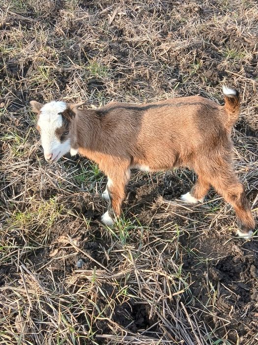 Продам чарівних  козенят