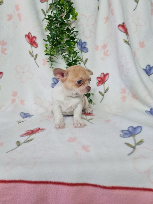 Excelente mini menino isabela Chihuahua/Chiuaua LinhagemRussa,Qualidad