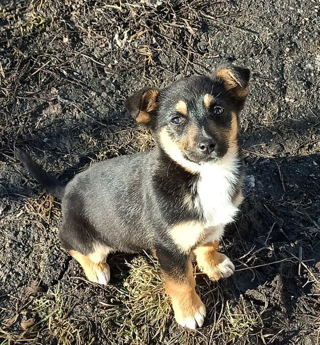 БЕЗКОШТОВНО цуценя м.Суми