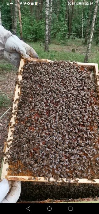 Pszczoły, Odkłady pszczele Dadant