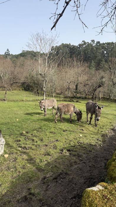 Burros varias idades