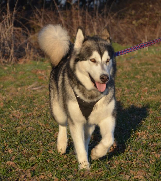 Zapowiedź miotu Alaskan Malamute FCI