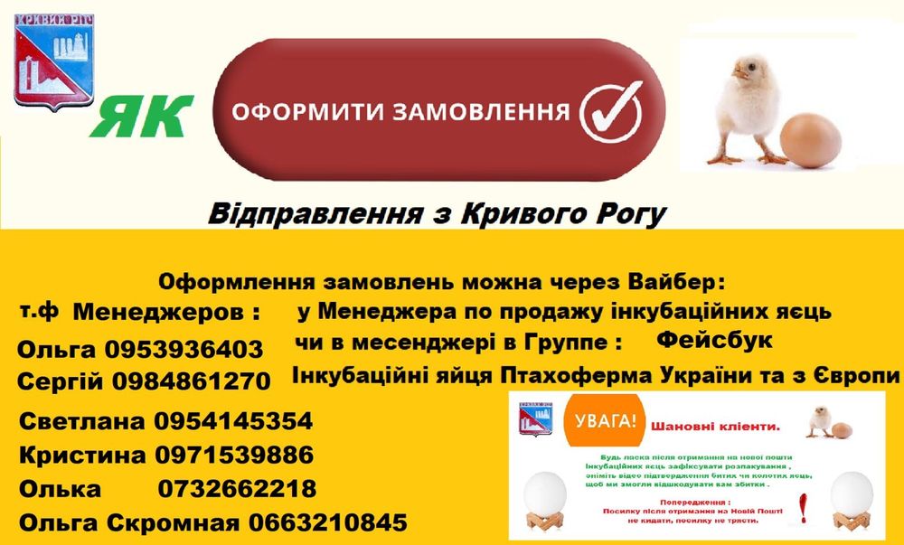АКЦИЯ Инкубационное яйцо бройлера Кобб 500(украина)молодка