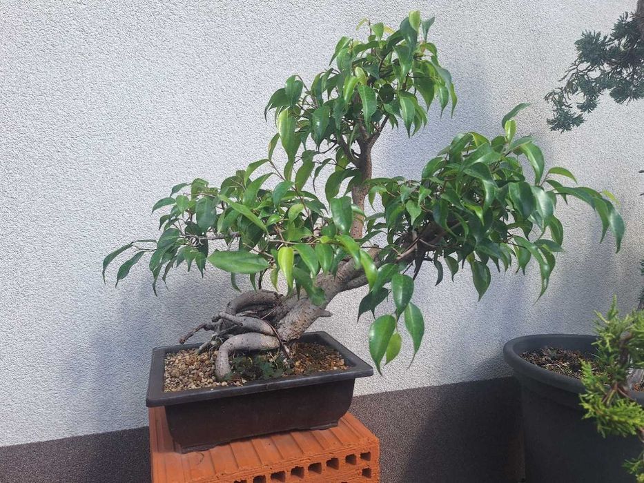fikus bonsai, prebonsai