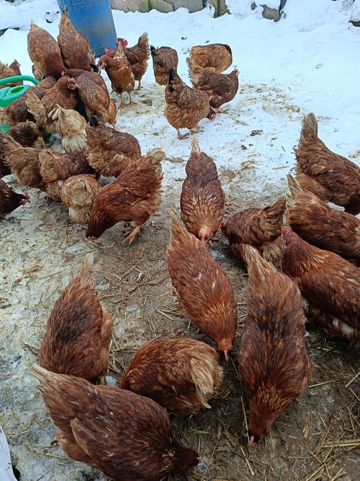 Kury nioski z własnej hodowli