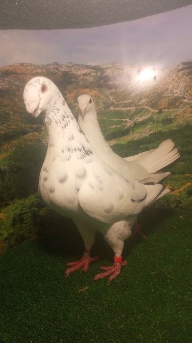 Pombos beleza alemã