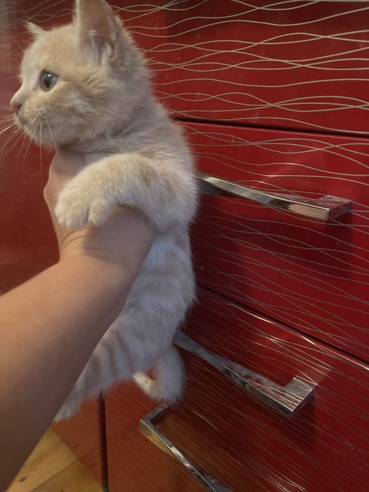 Кошеня котик хлопчик