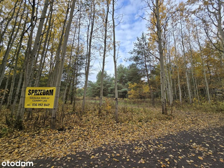 Czarny Las - Budowlana (mpzp) w okolicy lasów bezpośrednio - Widok 3