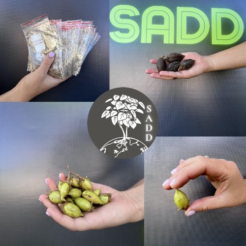 Насіння Павловнії Pao Tong-07 уп 500шт, Семена Павловнии +ПОДАРУНОК