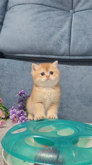 Шотландське кошеня золота шиншила