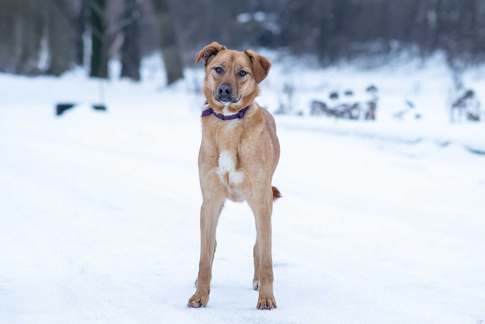 Віддам в добрі руки розумну молоду собаку Едіс.