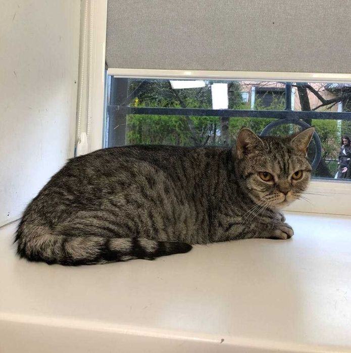 Шотландская кошечка Хлоя пугливая, тихая, добрая. Молодая, стерильна.