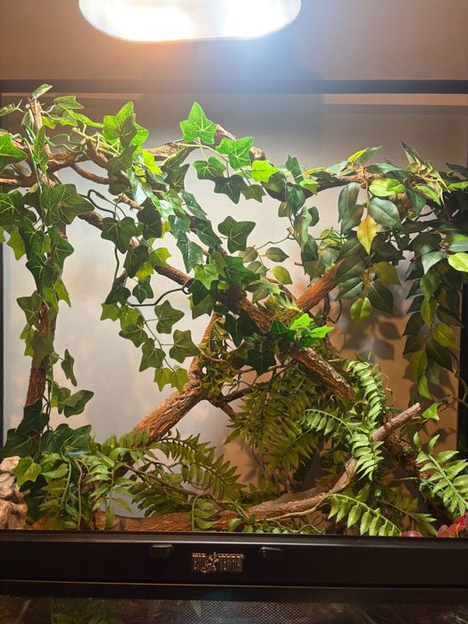 Terrarium dla kameleona