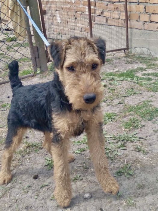 Продам вельштерьер