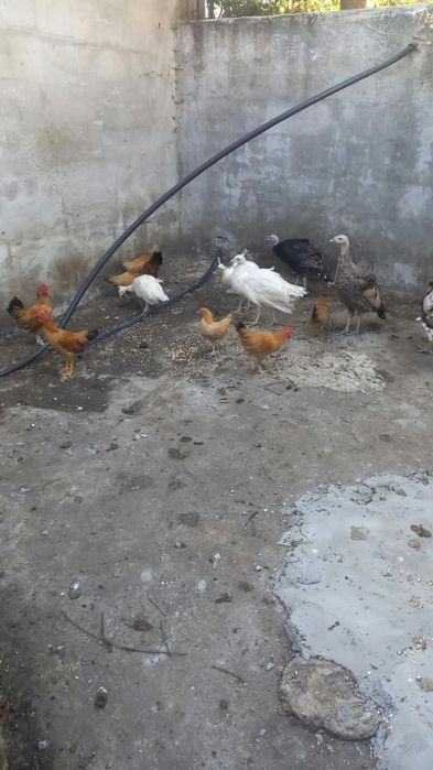 Granizos pavões brancos e perus