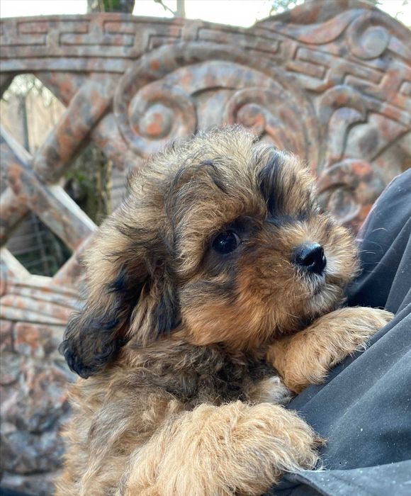 Чудовий песик породи Мальтипу Ф1 для подарунку