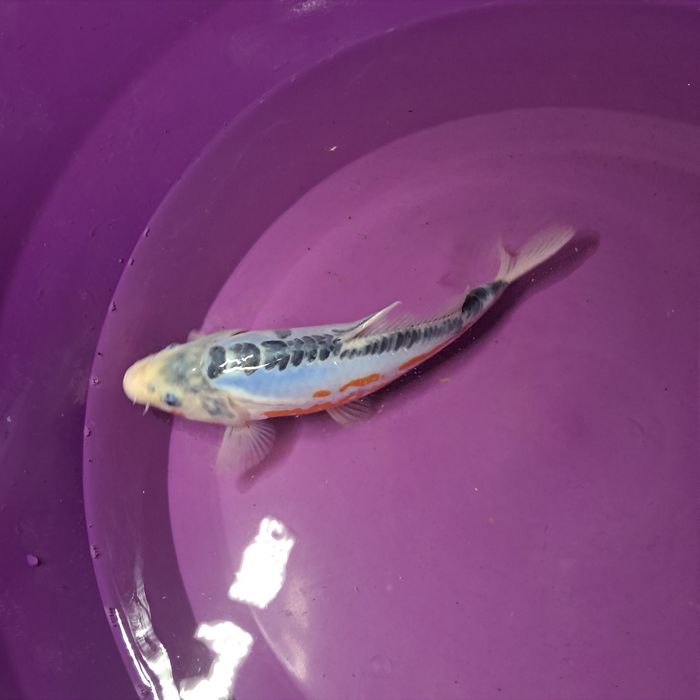 Carpa koi shusui