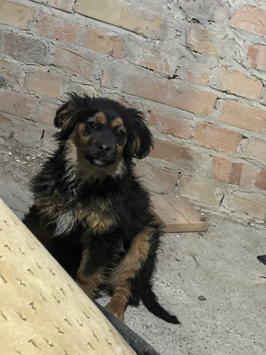 Віддамо собачку в добрі руки