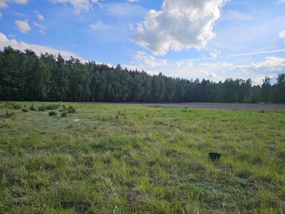 Działki budowlane w otulinie lasów
