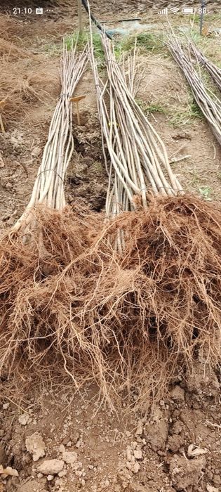 castanheiros híbridos (in  vitro e amontoa), em vaso e raiz nua